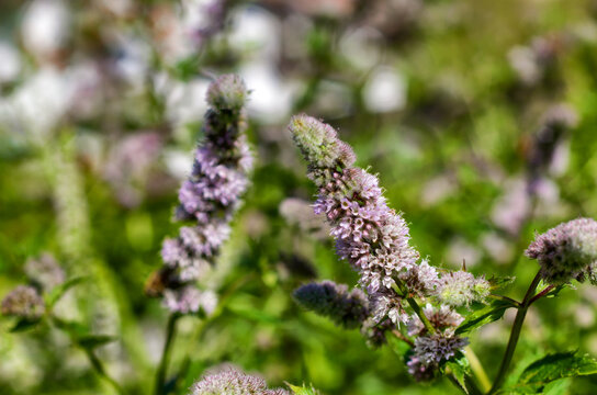 Close up of blooming peppermint