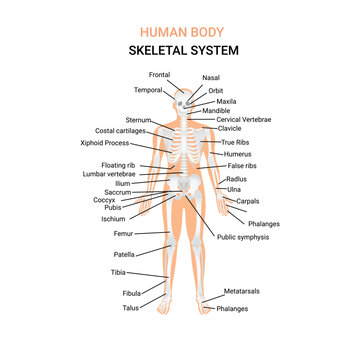 This image consist a human body with skeleton. Human body skeletal system and names of different part of skeleton and human organs are marked here. Human bone skeleton and skeletal system is leveled.