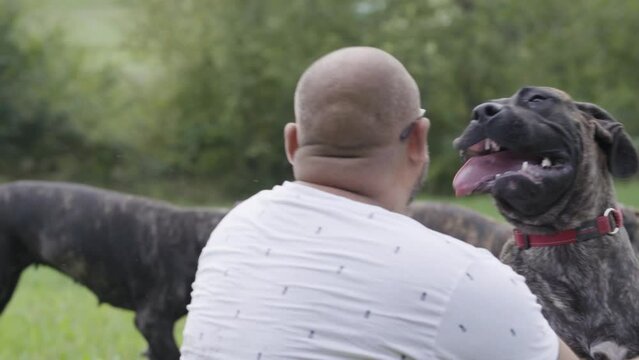The owner of presa canario dogs plays with the dogs and pet them.