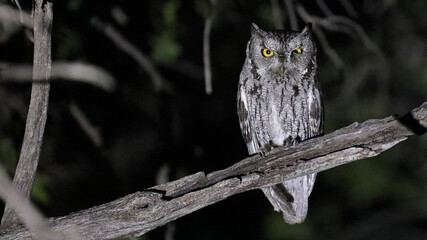 Western screech-owl by night, Arizona