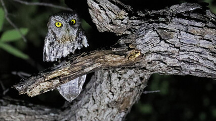 Whiskered screech-owl by night, Arizona