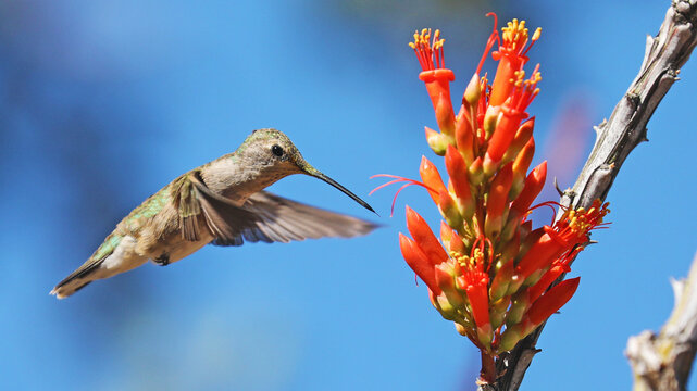 Black-chinned hummingbird female and red flower, Arizona