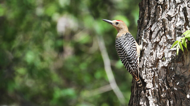 Gila woodpecker hanging from a trunk, Arizona