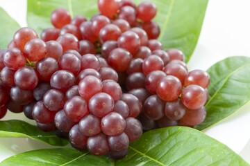 新鮮で美味しい葡萄