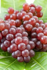 新鮮で美味しい葡萄