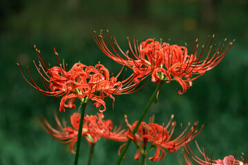 red Lycorisradiata in the garden