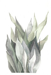 Watercolor sketch SANSEVIERIA MOONSHINE. Hand painted on a white background. Botanical illustration for design, print or postcard