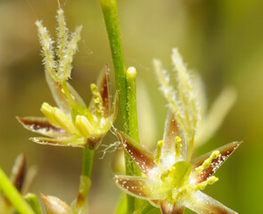 Hairy woodrush, Luzula pilosa, flowering in the forest