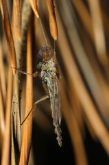 Lake fly sitting on pine needles in the forest