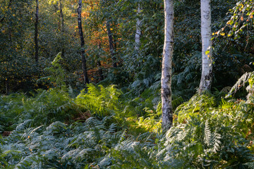 Woodland scene with dappled light