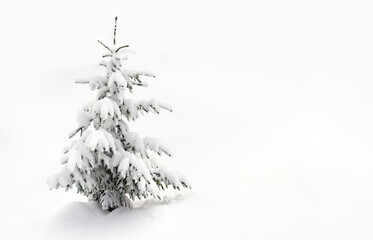 Fir tree covered snow on white snowy background with space for text