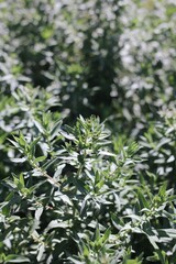 close up of leaves
