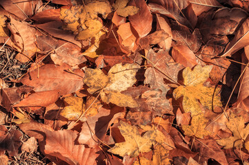 Fallen orange leaves lie on the ground. Autumn foliage.