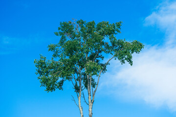 an aspen tree in the sky