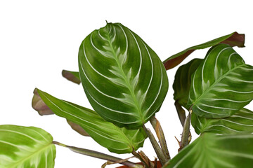Leaf of exotic 'Maranta Leuconeura Cat Moustache' houseplant on white background. Also called...