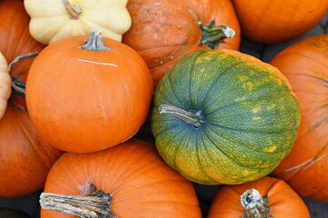 Different seasonal pumpkins and squashes