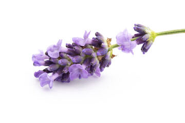 Lavender flowers on a white background.