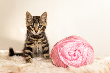 A delightful brindle kitten close-up on a gray background with balls of thread.