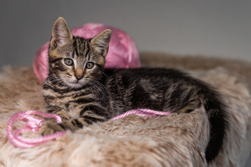 A delightful brindle kitten close-up on a gray background with balls of thread.