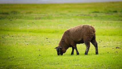 sheep in the field