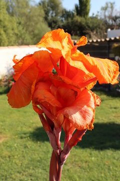 orange canna indica flower in garden 
