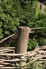 Fototapeta premium stump in the forest