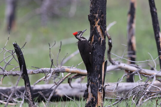 Pileated Woodpecker (Dryocopus pileatus) Jasper National Park Canada