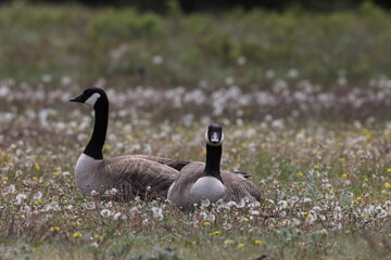 Canada Goose Jasper Canada