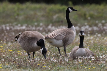 Canada Goose Jasper Canada