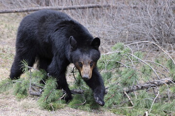 Fototapeta premium American black bear (Ursus americanus) Banff National Park Kanada
