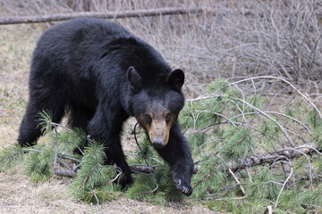 American black bear (Ursus americanus) Banff National Park Kanada