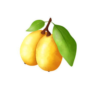Marula. Tropical fruit. A branch with berries and castings. Illustration