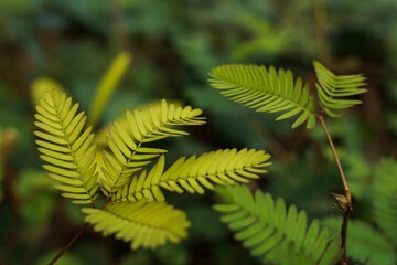 Upon touching the compound leaf of a Touch-me-not (Mimosa pudica) plant, the leaflets start to fold...