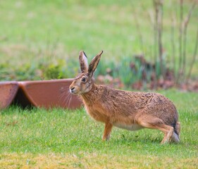 The European hare (Lepus europaeus)