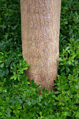 When plants and trees get along well