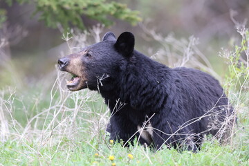 American black bear (Ursus americanus) Kanada