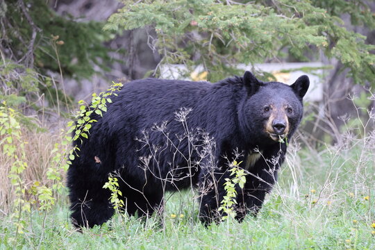 American black bear (Ursus americanus) Kanada