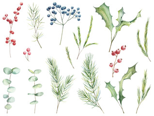 Set of hand painted watercolor winter holiday plants. Red and blue berries, holly plants and fir tree branches isolated on white background. Raster botany clip art collection