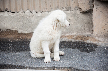 Street cute dog. Portrait of a white homeless puppy.
