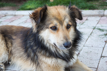 Close-up portrait of a stray dog. Multi-colored dog on the street.