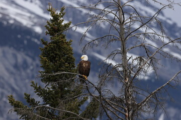 Bald Eagle Banff Canada