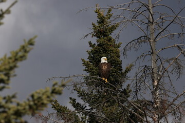 Bald Eagle Banff Canada