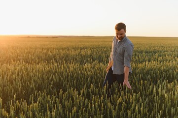 Closeup shot of a man checking the quality of the wheat spikelets on a sunset in the middle of the golden ripen field. Farm worker examines the ears of wheat before harvesting. Agricultural concept