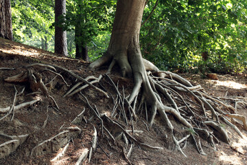 Tree roots visible through ground in forest