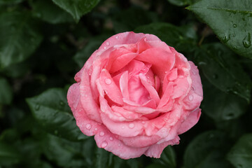 Beautiful pink rose flower with dew drops in garden, above view