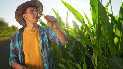 agriculture corn. a farmer with working in the field a corn field. business agriculture industry corn concept. farmer working in corn field. organic farm rural maize crop concept