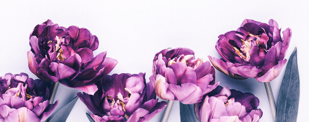 Lilac tulip flowers on pastel background.