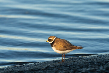 Common ringed plover (Charadrius hiaticula)