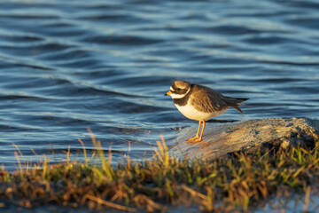Common ringed plover (Charadrius hiaticula)