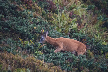 a old roe buck with a grey face is standing on the mountains in autumnal colors